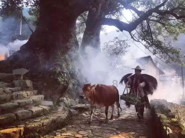 口袋森林世界杯传球大赛